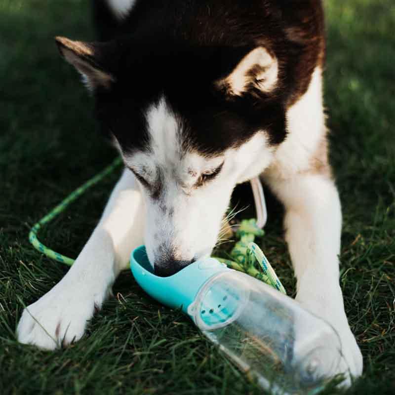 Doggy Portable Drinking Water Bottle